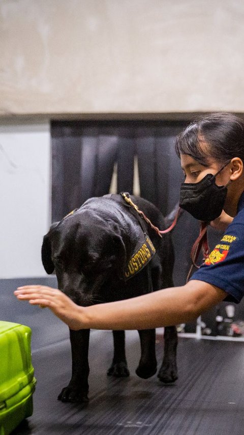 Bangga! Indonesia Jadi Pusat Pelatihan Anjing Pelacak Asia Pasifik