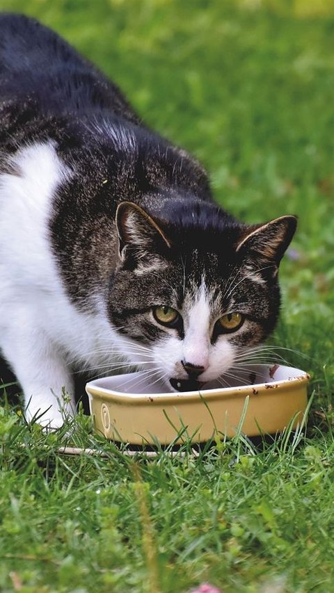 Jenis Makanan Kucing dan Karakteristiknya, Perhatikan Nutrisi dan Daya Simpannya