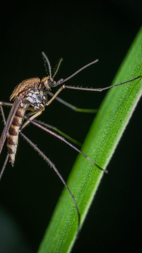 Anopheles Nyamuk Penyebab Malaria, Berkembang Biak di Daerah Tropis