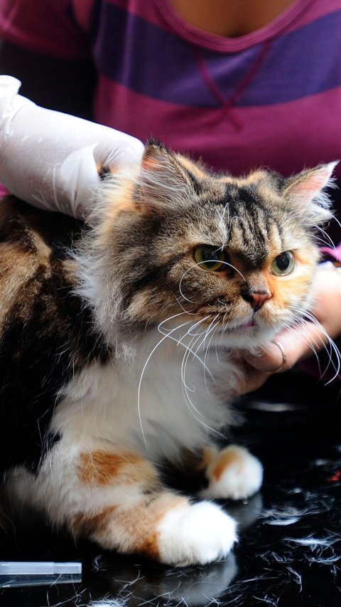 Minimalisir Risiko Rabies, Banyuwangi Vaksin Anjing dan Kucing di Wilayah Pinggiran