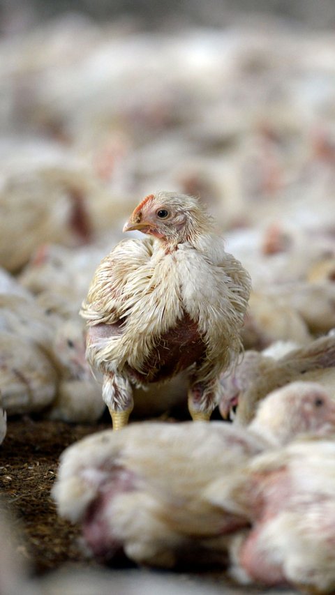 Harga Ayam Potong Tembus Rp90 Ribu, Pemprov DKI Bakal Lakukan Ini