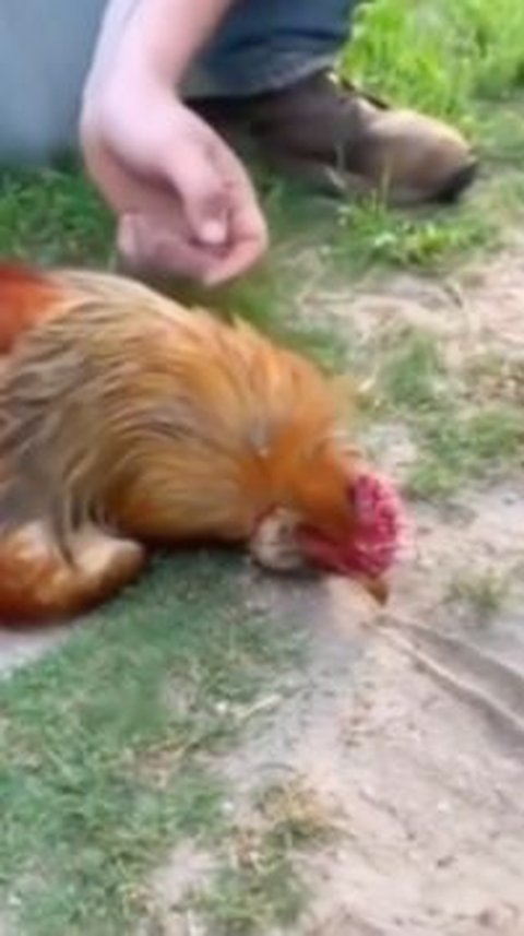 Ramai Video Hipnotis Seekor Ayam, Ilmuwan Jelaskan Bukan Kekuatan Gaib