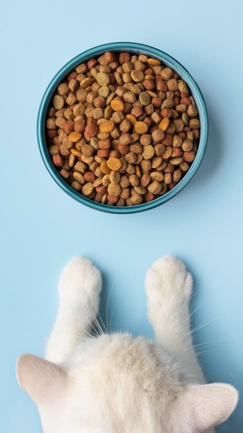 Keuntungan Jual Makanan Kucing, Konsumennya Banyak dan Tidak Mudah Basi
