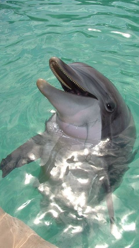 5 Surprising Facts about Dolphins