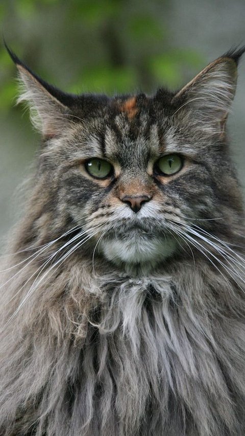 5 Interesting Facts About Maine Coon Cats That Will Surprise You