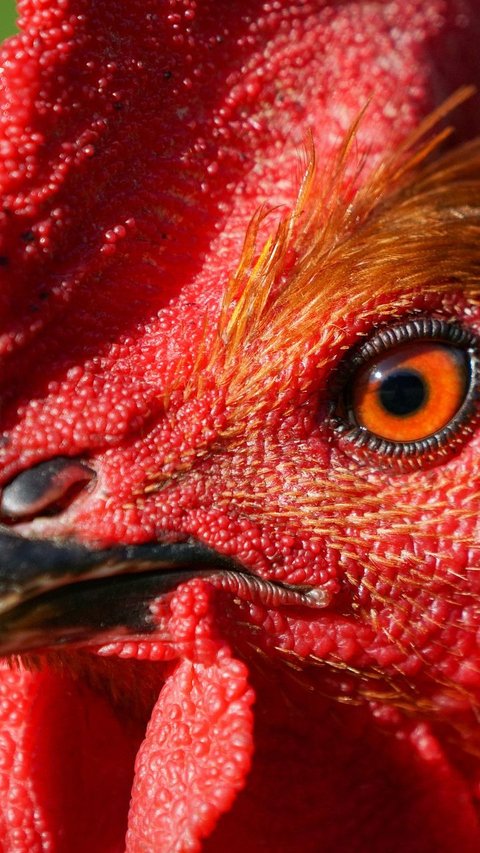 Ayam Hias Bikin Warga Bogor Panen Cuan, Sebulan Bisa Kantongi Puluhan Juta