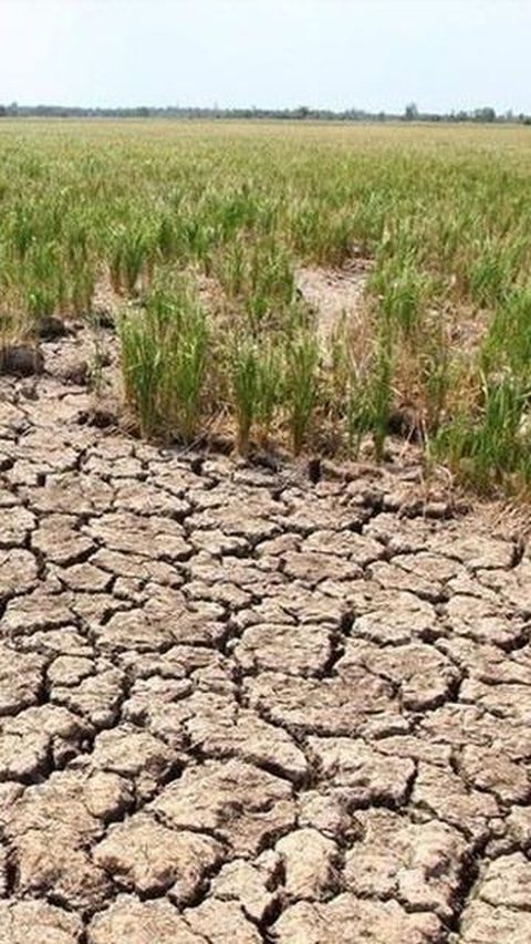 Langkah Kementan Hadapi El Nino, Wamentan Tinjau Program JUT di Kabupaten Kuningan