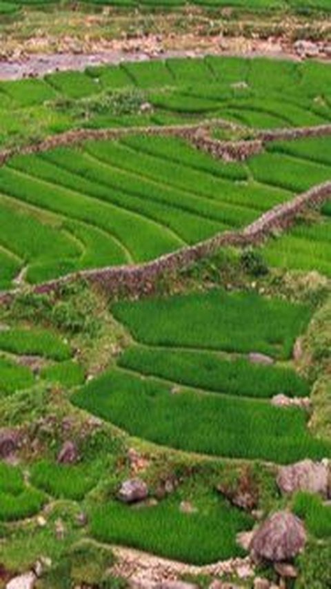 Jumlah Petani Terus Berkurang, Pemkab Banyuwangi Janji Modal Usaha Pertanian ke Anak Muda