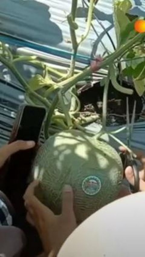 Keseruan Wisata Petik Melon di Grobogan, Uang Penjualan Digunakan untuk Bangun Ponpes