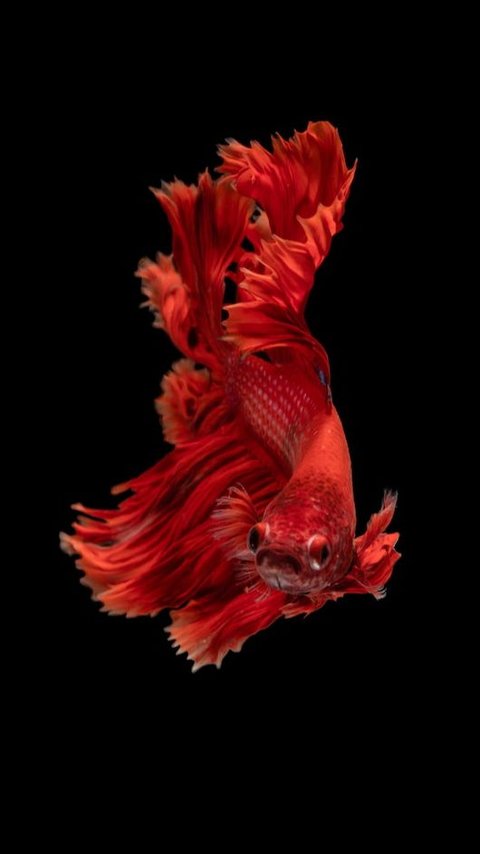 5 Reasons Why Betta Fish Is A Great Pet