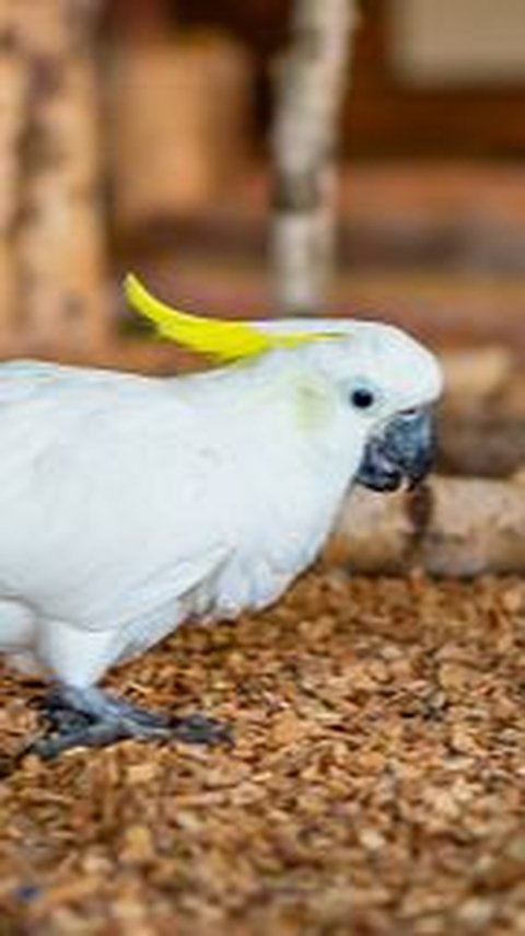 25 Burung Langka Dilepasliarkan ke Habitatnya di Papua dan Maluku