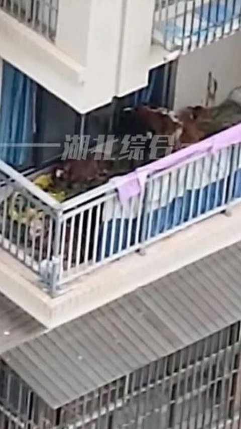 Farmer Raises Cows on Apartment Balcony After Moving to Big City