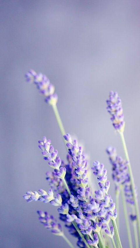 5 Beautiful Flowers With Healing Properties