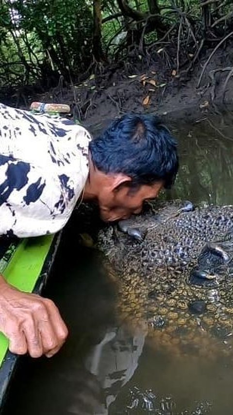 Keakraban Pak Ambo dengan Buaya di Bontang Saat Memberi Makan 'Sini Nak Cium dulu Papih'