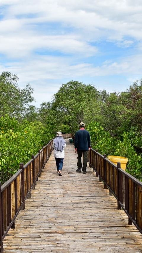 5 Fakta Menarik Kebun Raya Mangrove Surabaya, Cocok untuk Wisata Keluarga