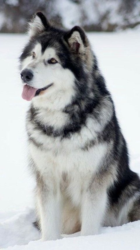 5 Interesting Facts About Husky Dogs