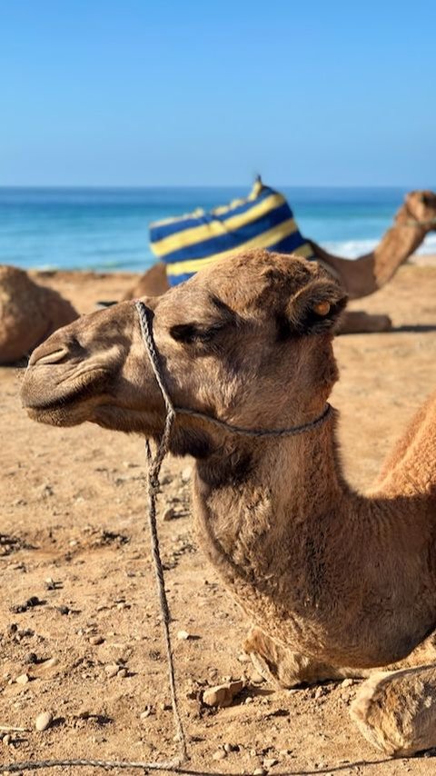 5 Fun Facts About Camel You Never Know