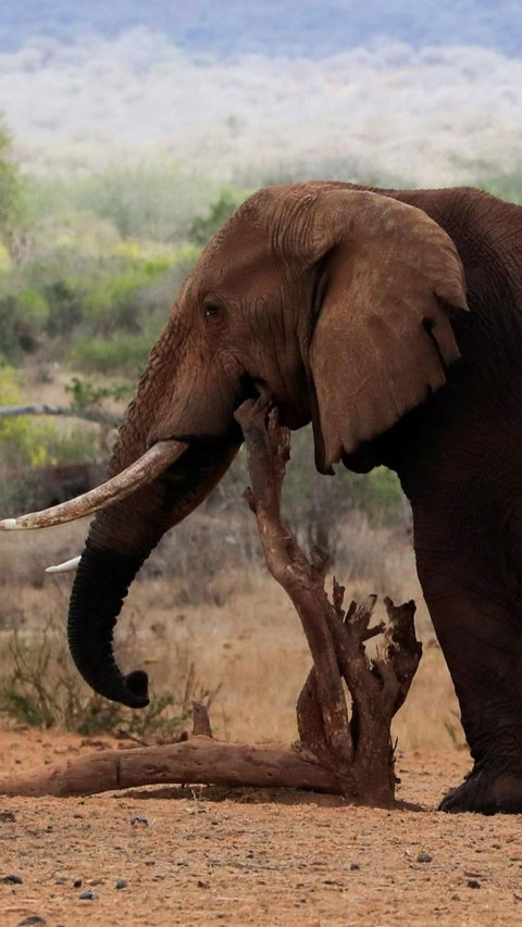 300.000 Tahun Lalu Nenek Moyang Manusia Hidup Bersama Gajah dan Badak di Pinggir Sungai