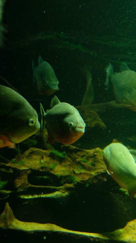 5 Fun Facts About Piranhas You That You Never Know