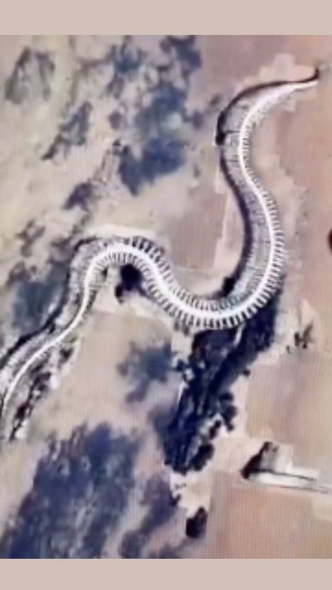 Kerangka Ular Raksasa Titanoboa yang Punah Terekam Google Maps, Ini Faktanya
