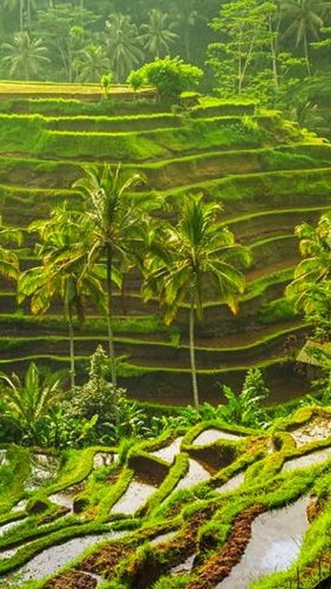 Reaksi Pemprov Bali, Filipina Comot Video Pemandangan Sawah di Ubud