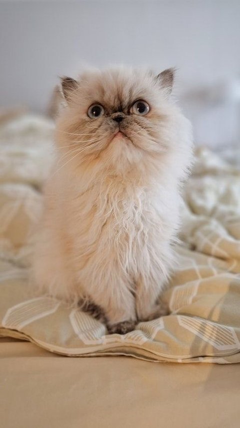 5 Fun Facts About Persian Cats That Will Amaze You