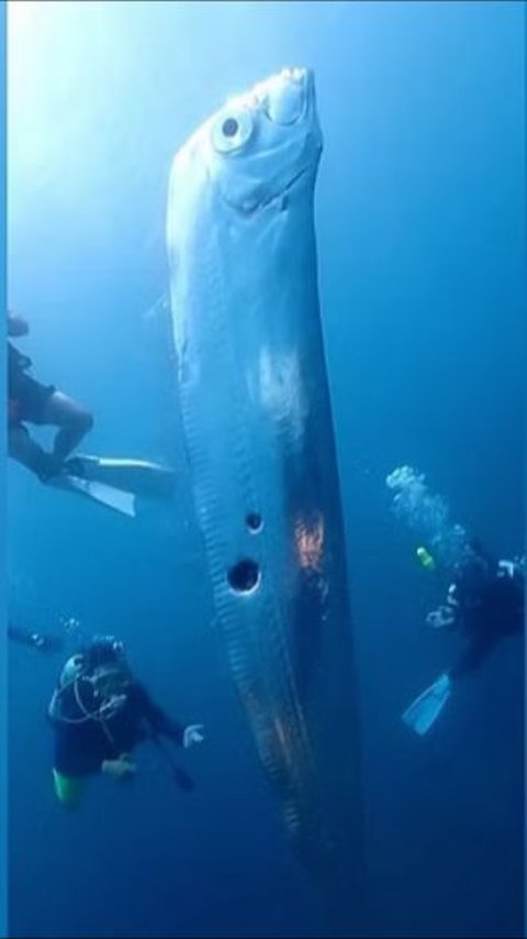 This Is Why Oarfish Rises To The Surface According To Experts