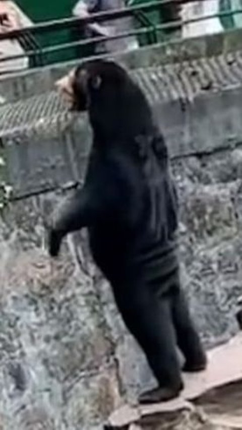 The Hangzhou Zoo in China Goes Viral After Sun Bear Look Like Human in Costume