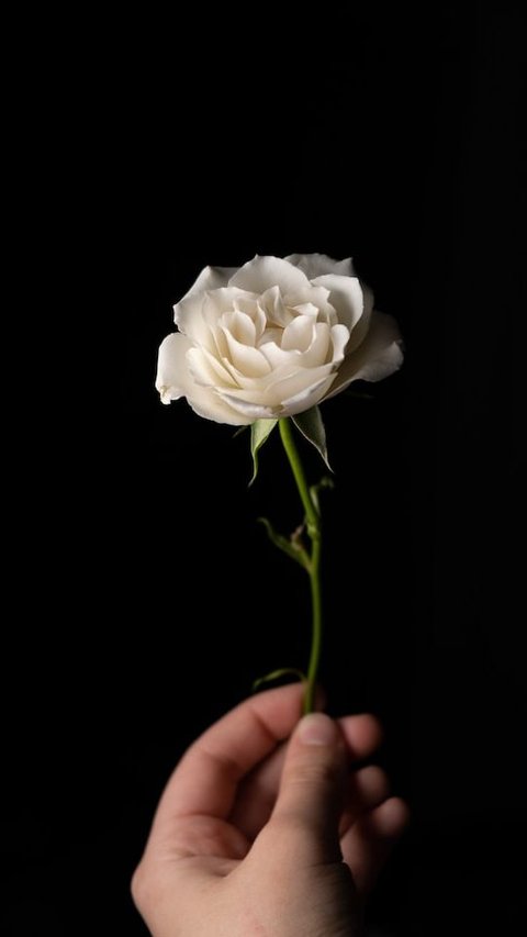 5 Best Sympathy Flowers And Their Meaning
