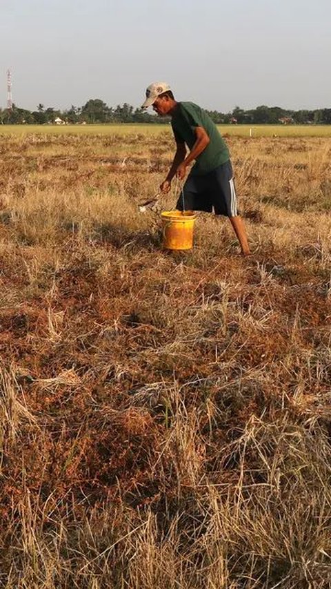 Papua Tengah Alami Kekeringan, Begini Langkah yang Diambil Pemerintah