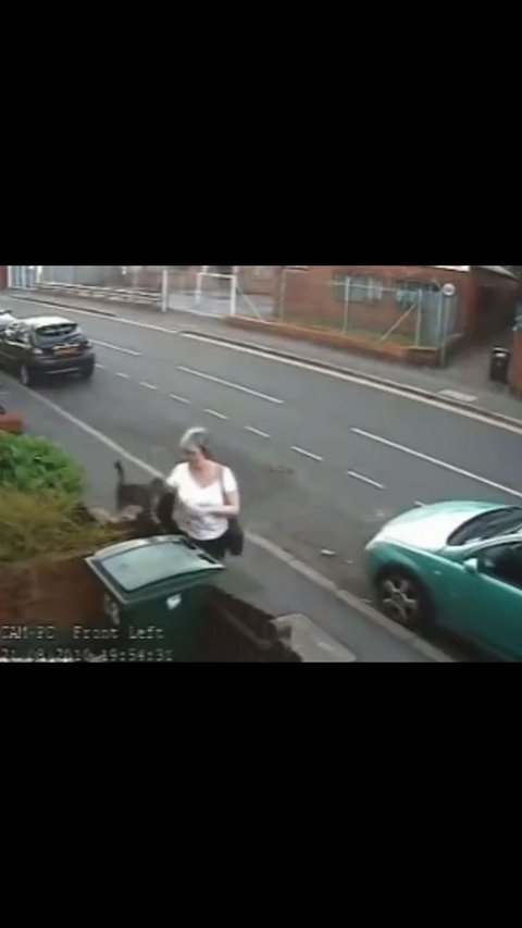 A Cat Got Thrown Out to The Trash