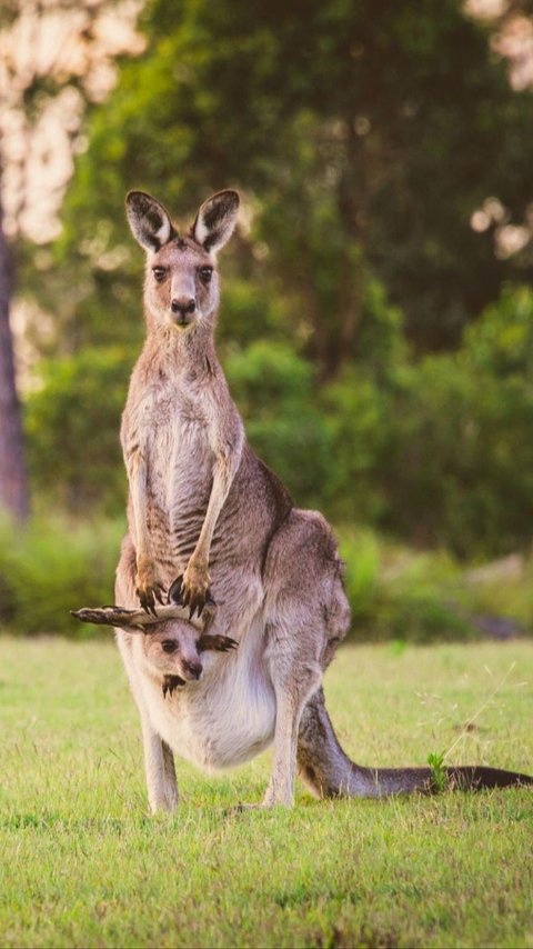 7 Hopping Facts About Kangaroos