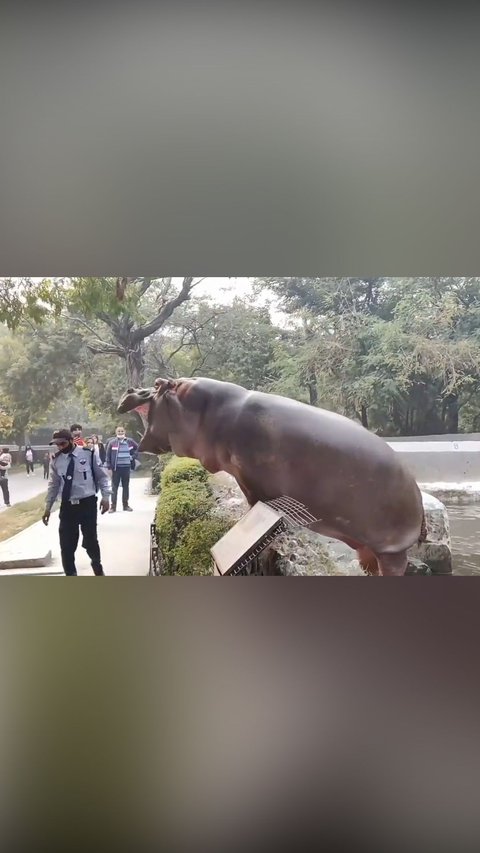 A Security and Hippo Got In a 'Talks'