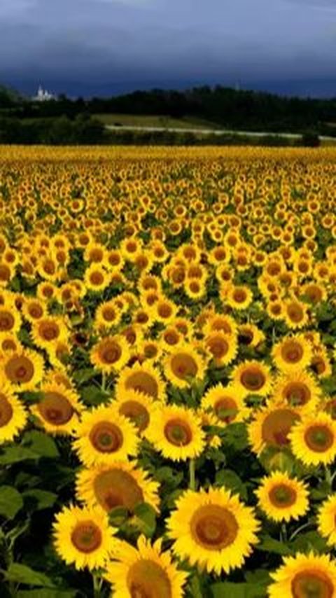 Man Celebrated 50th Wedding Anniversary With 1.2 Million Sunflowers For His Wife