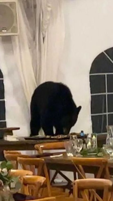 Bear Came and Stole Food at Colorado Wedding
