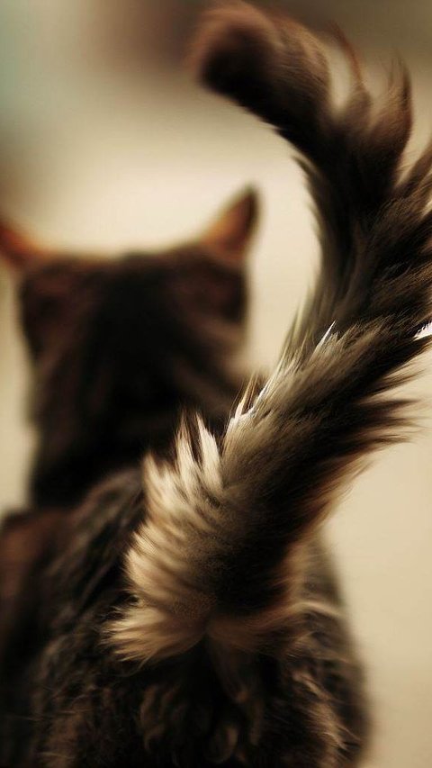 Cek 6 Kondisi Psikis Kucing Berdasarkan Gerakan Ekornya