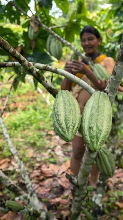Pohon Kakao Sudah Ada 10 Juta Tahun Lalu, 6.000 Tahun Kemudian Cokelat Baru Dikonsumsi