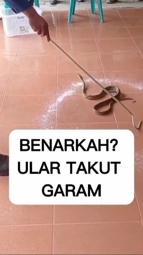 Ular Takut Sama Garam? Video Ini Buktinya