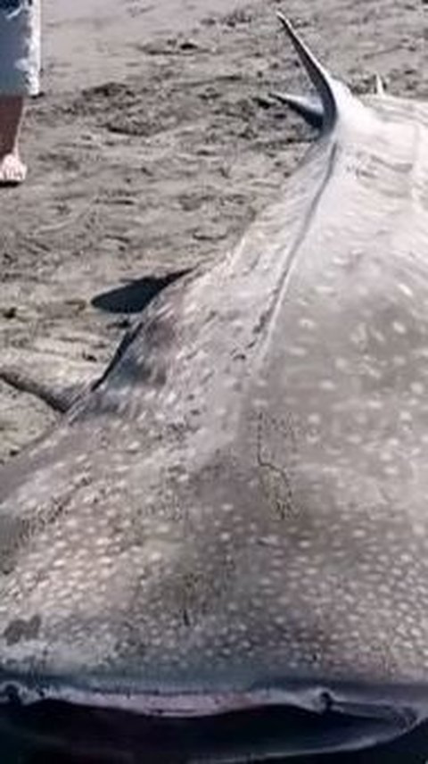 Cerita Hiu Tutul Sepanjang 5 Meter yang Mati di Tepian Pantai Purworejo, Tubuh Penuh Luka