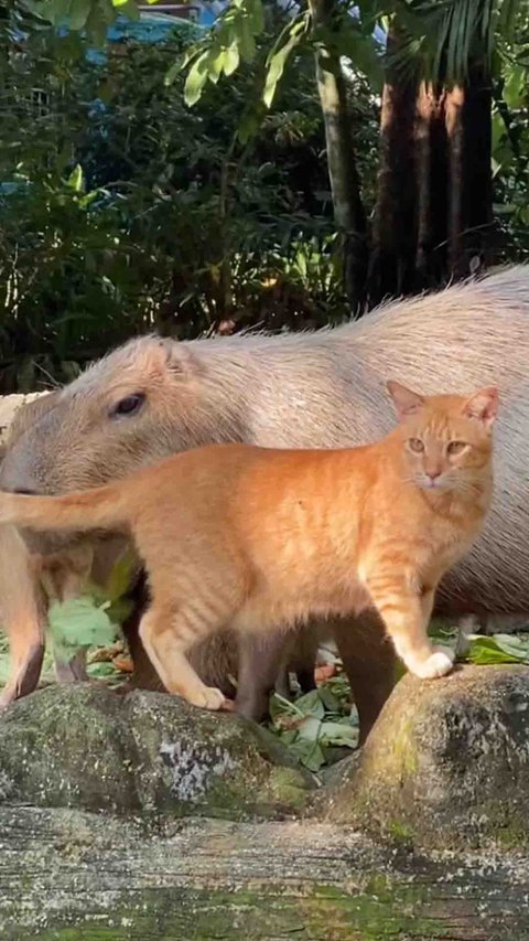 Malay Zoo Adds 'Orange Cat' Signage to Capybara's Cage, They're Friends!