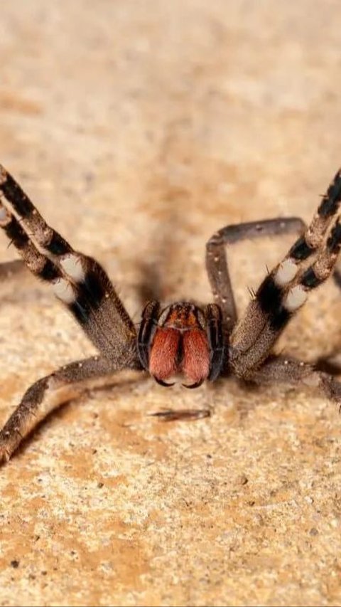 Austrian Supermarket Closes Because A Venomous Spider