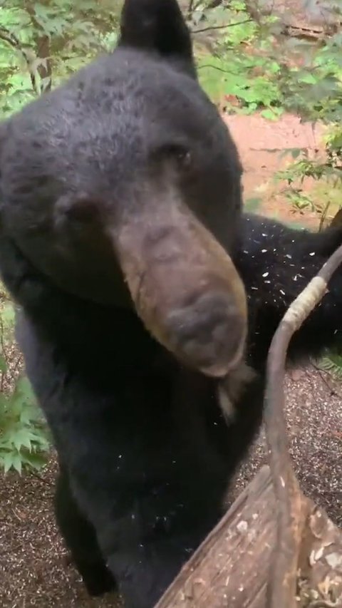 A Bear Chilling in Window