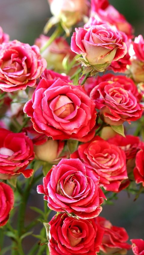 Arti Bunga Mawar Berdasarkan Warnanya, Lambang Cinta hingga Kesetiaan