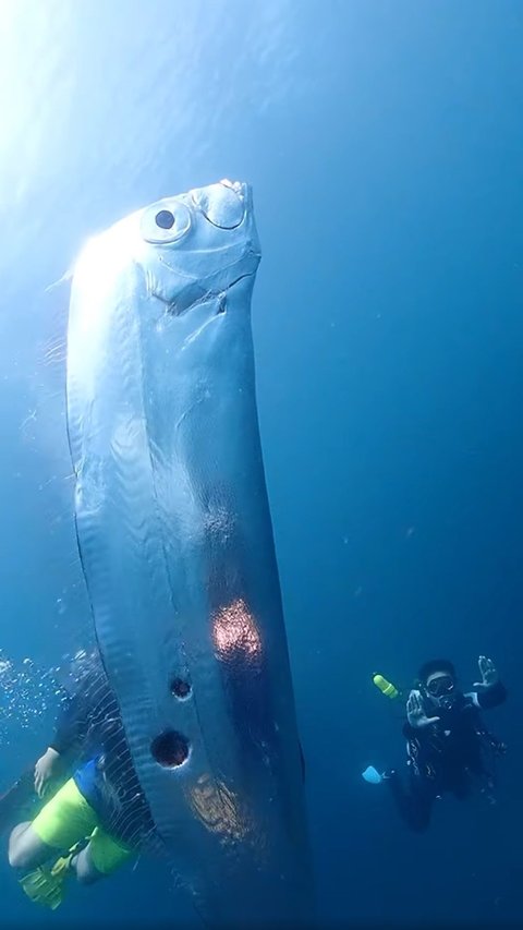 Discover 5 Surprising Facts About Oarfish: Mysterious Giants of the Deep