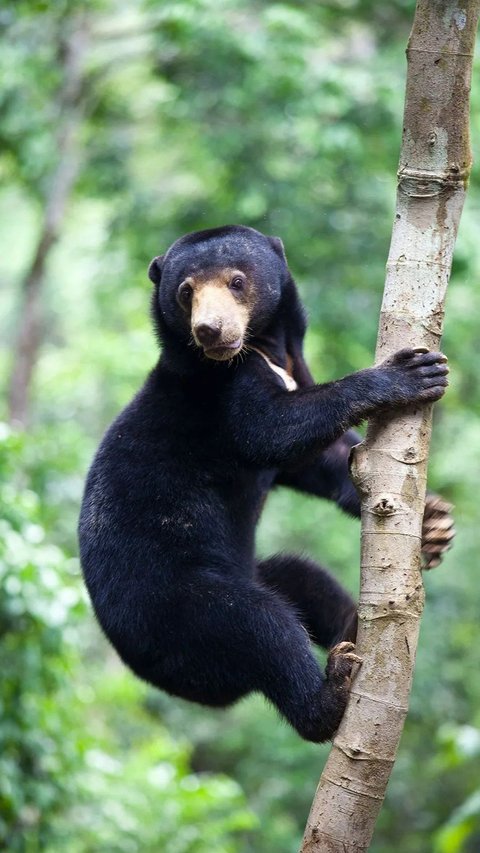 Beruang Betulan atau Manusia Pakai Kostum? Netizen China Penasaran karena Video dari Kebun Binatang