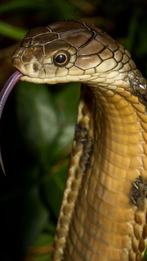 Termasuk King Cobra, ini 10 Ular Beracun Paling Mematikan di Dunia