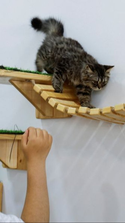 This Is The First Cat Cafe In Gaza