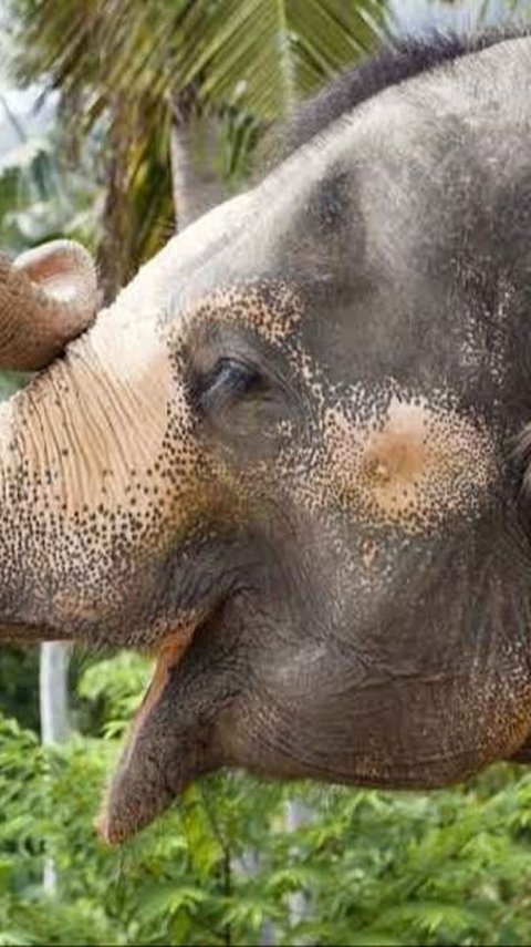 India's Oldest Elephant Dies at 89 Years Old