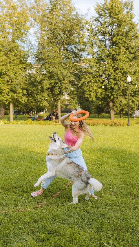 7 Sports That Are Perfect for Training Pet Dogs