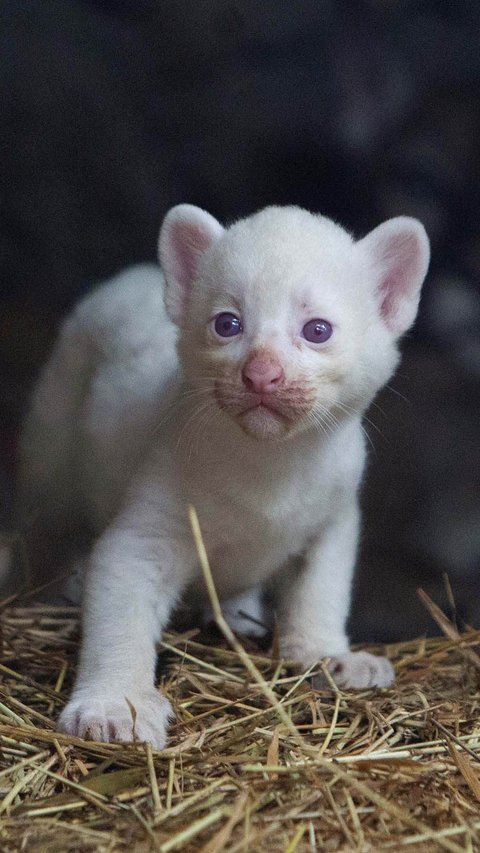 FOTO: Super Langka, Begini Gemasnya Bayi Puma Albino yang Lahir di Nikaragua